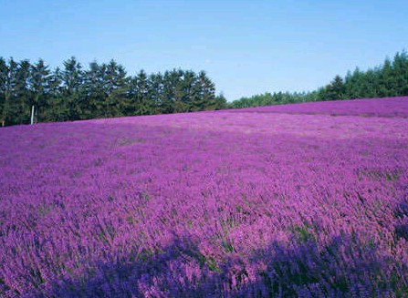 北京的普罗旺斯庄园,薰衣草庄园的浪漫之旅