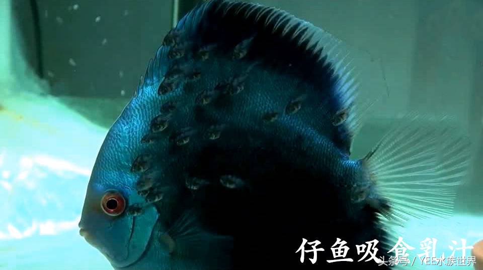 七彩封王，实至名归，当之无愧！