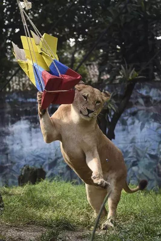 狗狗预测世界杯,宠物预测世界杯韩国vs乌拉圭