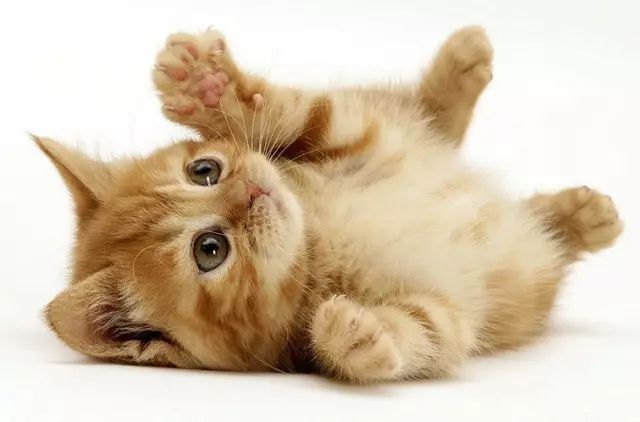 铲屎官的必备技能猫咪呕吐,铲屎官学的猫咪功课