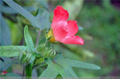 农村致富草10元,农村一种野草一斤100元