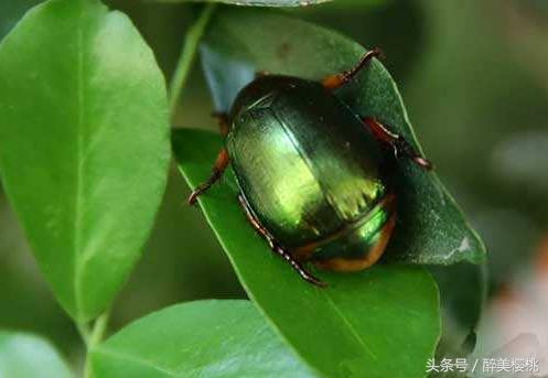 樱桃幼树金龟子虫害,大樱桃树虫害怎么治虫