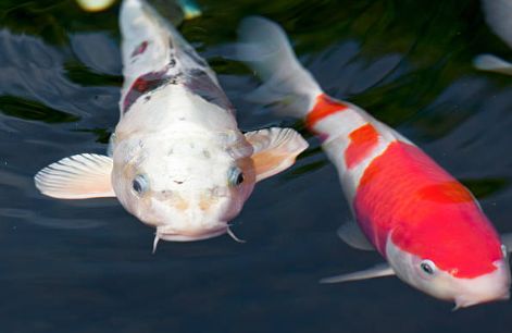 锦鲤受了伤,锦鲤受伤了怎么办