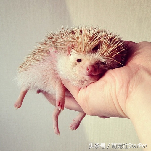 萌爆了！抖音同款蠢萌刺猬，赶紧入手一只撸撸撸！