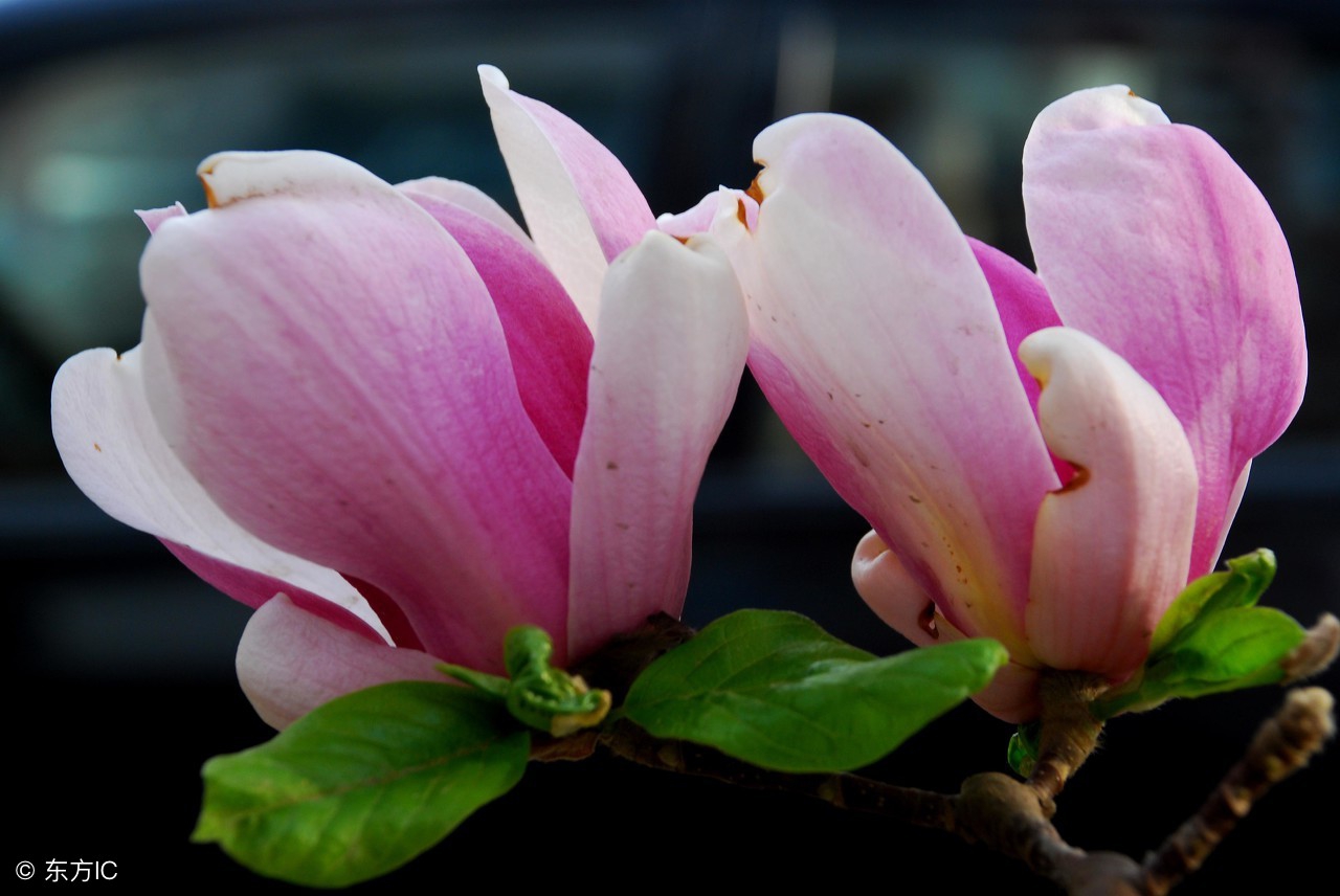 中国的市花、校花，可不知它药食两用，治头痛鼻塞，种植极具潜力