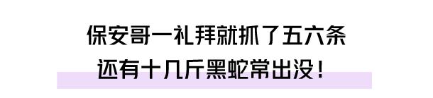 深圳一别墅区惊现蛇出没,南宁一小区捕捉3条蛇