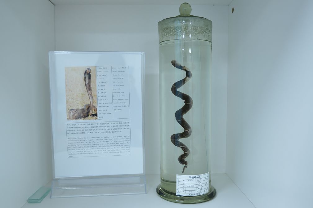 深圳一别墅区惊现蛇出没,南宁一小区捕捉3条蛇