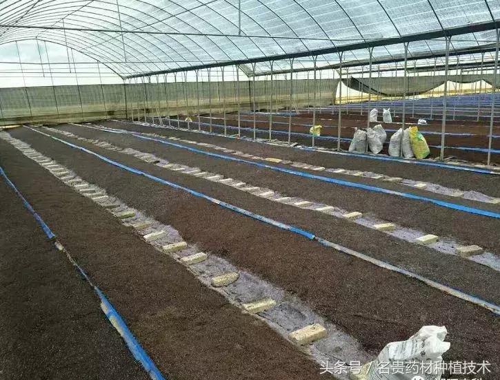 白芨种子育苗怎样用滑石粉处理,白芨育苗用什么营养液好呢