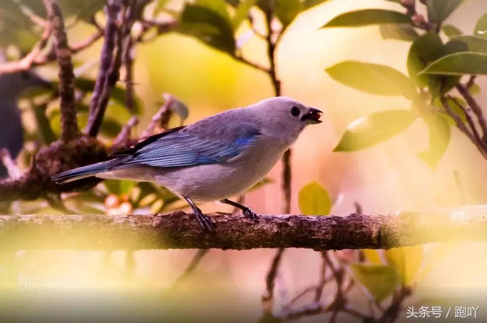 单次世界杯进球最多的国家,世界杯单场进球最多的国家