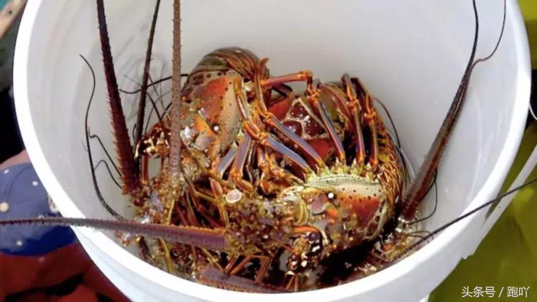 单次世界杯进球最多的国家,世界杯单场进球最多的国家