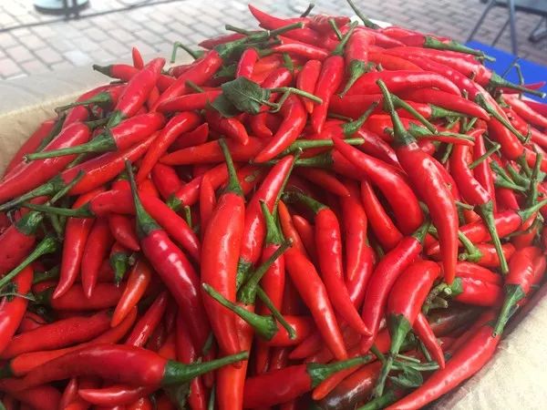 百年荔枝树广西,百年香荔树出售