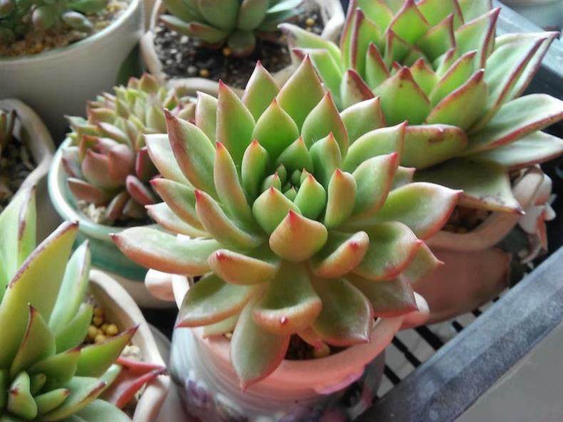 肉友养多肉视频,成都肉友们冬天怎么养护多肉