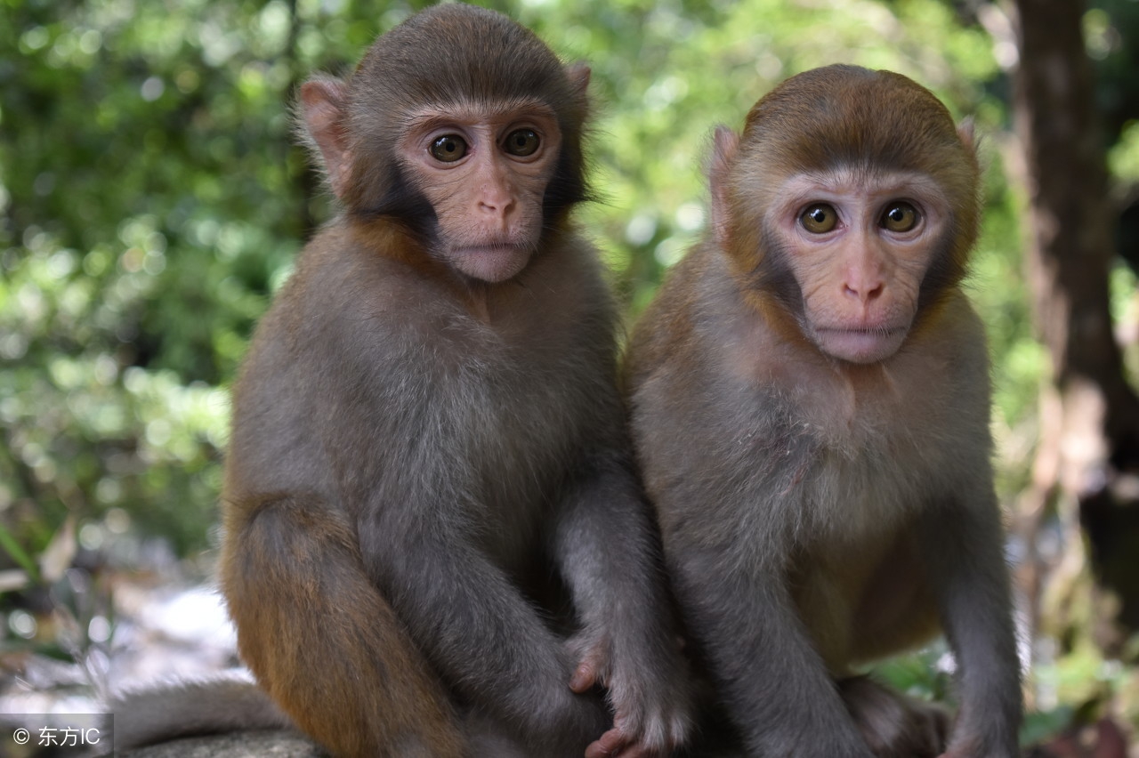 7月属猴的容易孤独终老,属猴人七月份的财运如何