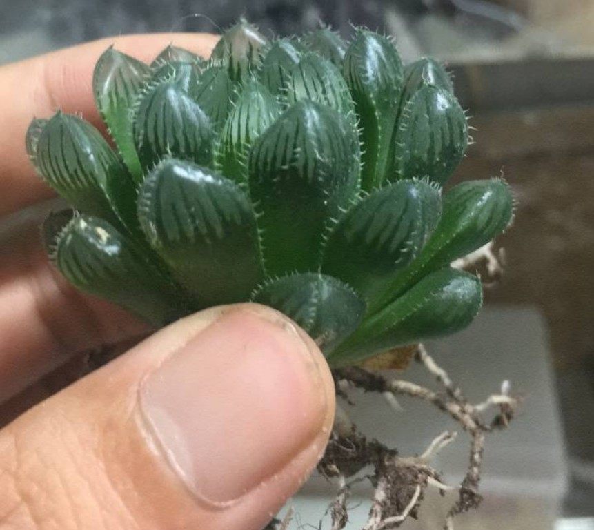 夏天玉露怎么避免烂根,如何处理玉露烂根