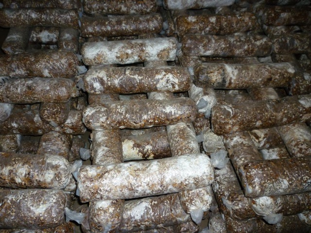 2020年香菇价格走势,今年香菇价格贵原因