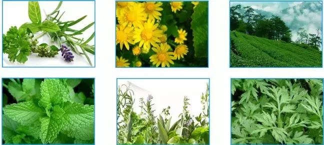 蚊虫叮咬止痒消肿驱蚊膏,止痒膏驱蚊止痒