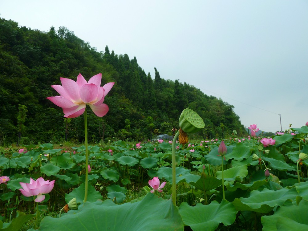 夏日赏月赏夜，不如赏花荷，这里“十里荷花一个村”