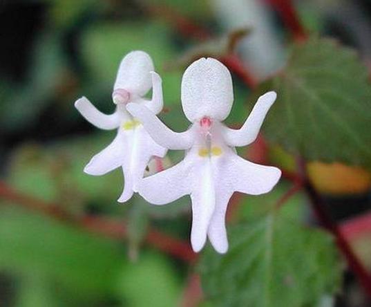 长得像动物的人,长得像人的动物都不好看