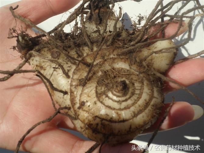 种植致富经一亩能赚多少钱,农业一亩收益30000种植什么