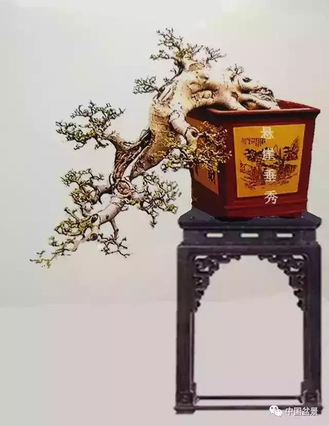 盆景欣赏一枝一叶,一组双杆盆景作品欣赏