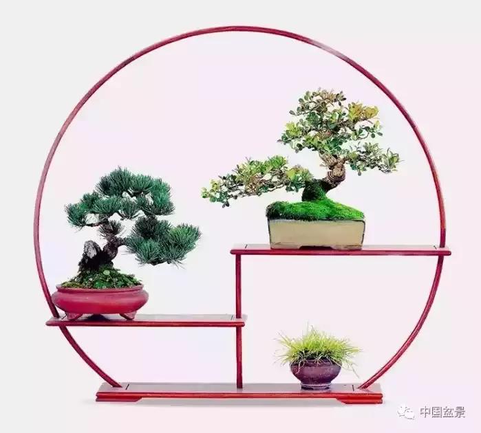 盆景欣赏一枝一叶,一组双杆盆景作品欣赏