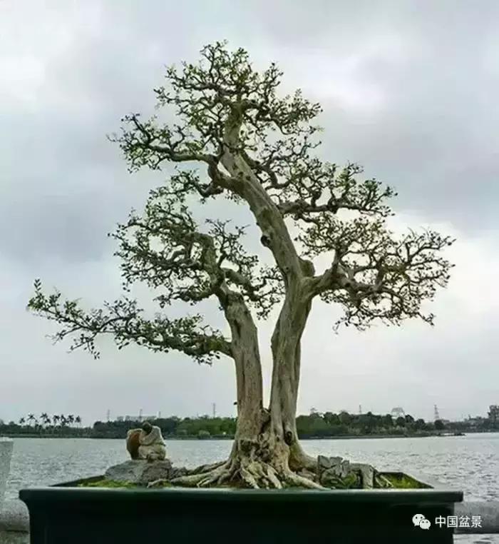 盆景欣赏一枝一叶,一组双杆盆景作品欣赏