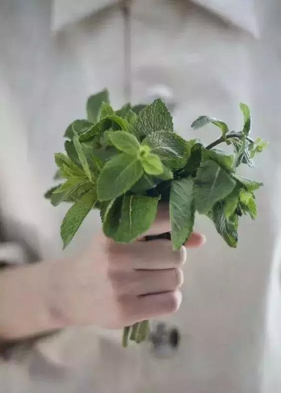 闲时种花草,夏天种几盆薄荷