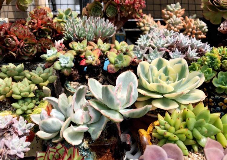 多肉长根瘤怎么处理,多肉植物根瘤病