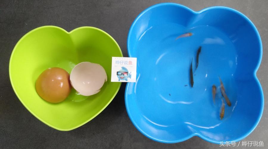 一个鸡蛋，三个妙用：宠物鱼玩家的福音，解决鱼缸三大问题