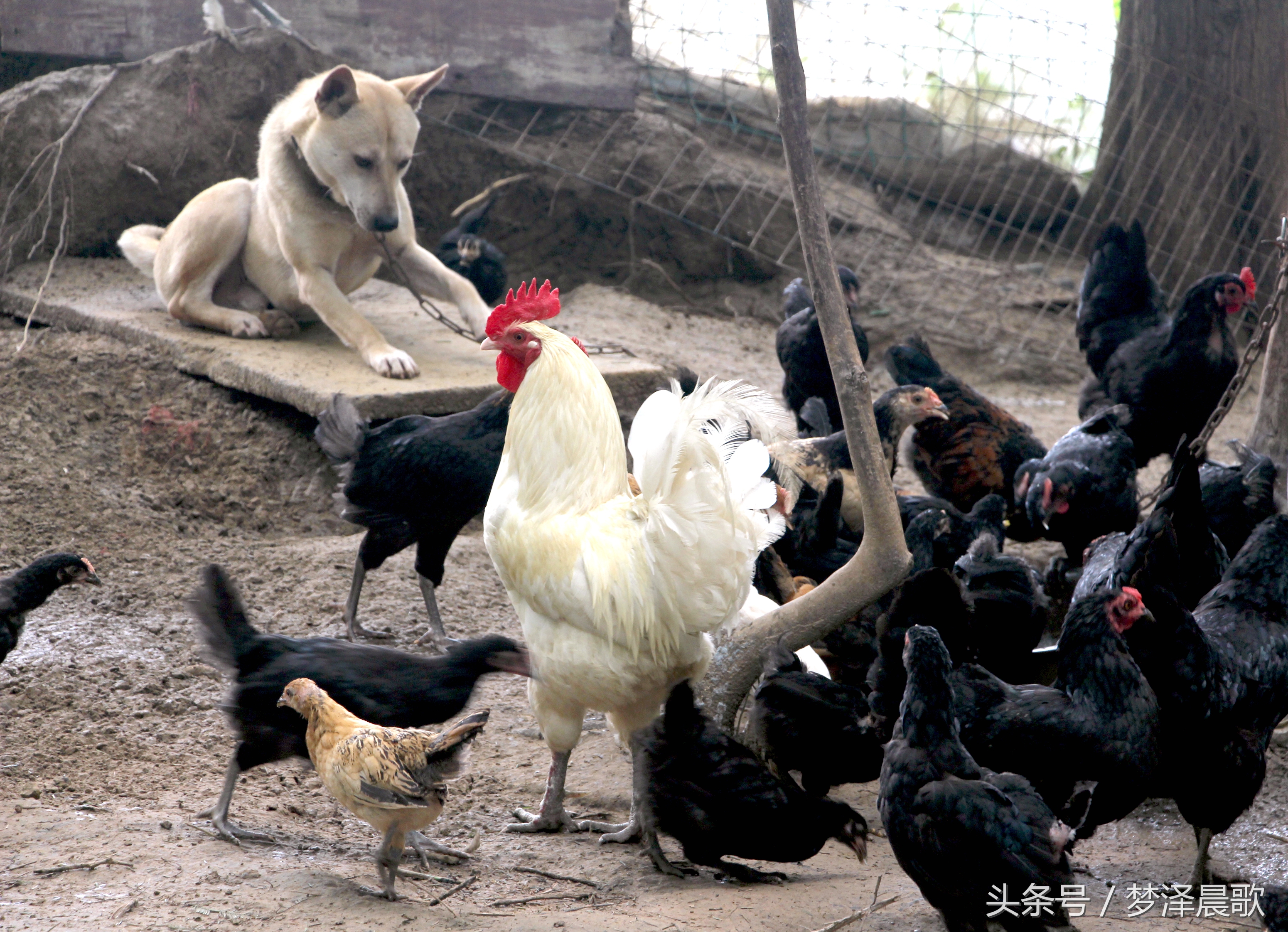 带你吃遍奉节的美食,重庆奉节县特色美食做法