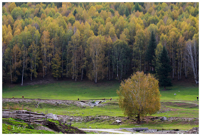 喀纳斯禾木村哪个值得去,喀纳斯禾木村白哈巴村