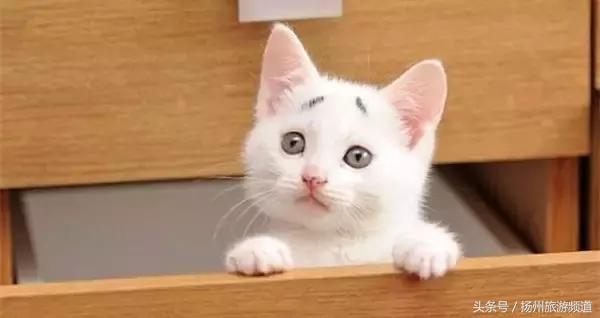 扬州市小升初的流程 (扬州小升初报名时间过了怎么办)