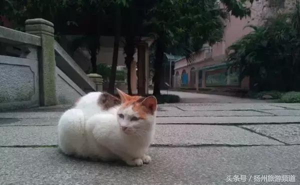 扬州市小升初的流程 (扬州小升初报名时间过了怎么办)