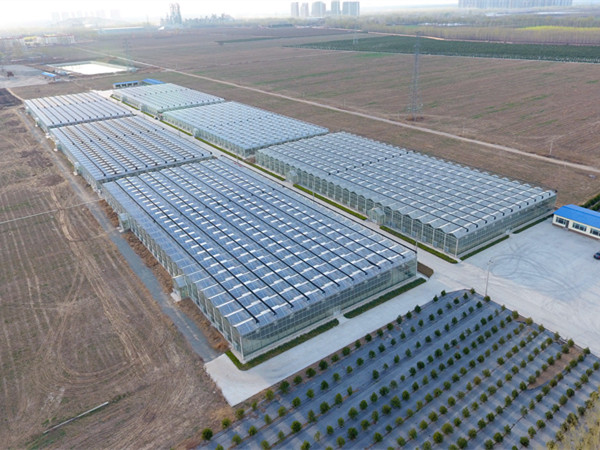 什么是无土栽培种植？无土栽培真有介绍的那么好吗