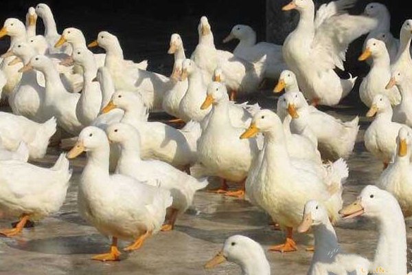 常见鸭病的防治方法有哪些,鸭病防治知识及方法