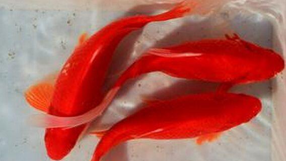 日本顶级金鱼品种,日本宇野兰寿金鱼