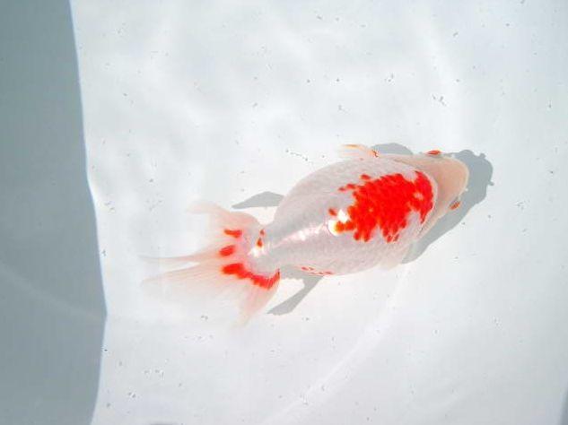 日本顶级金鱼品种,日本宇野兰寿金鱼