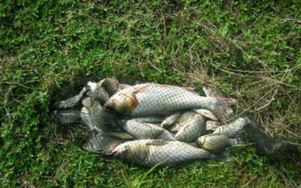 鲢鳙鱼最佳钓法,鲢鳙鱼怎么钓最好