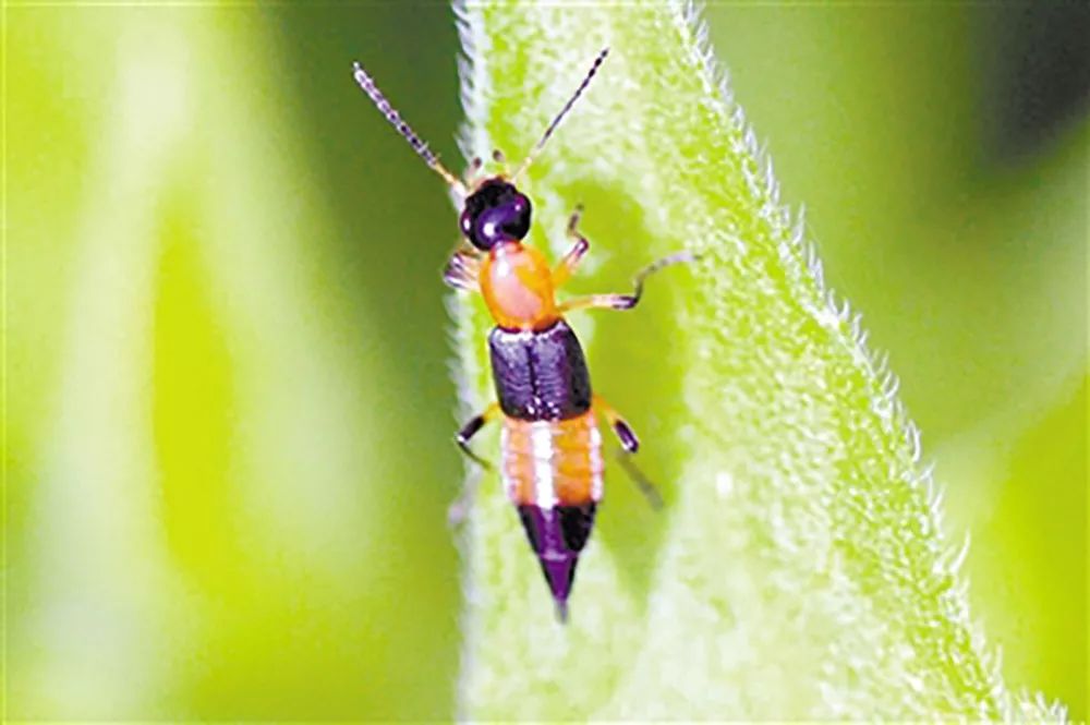 十几个月大的孩子因为它几乎毁容，夏天这两种虫要警惕……