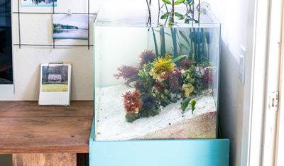 海缸降亚硝酸盐最快方法,硝酸盐中毒急救