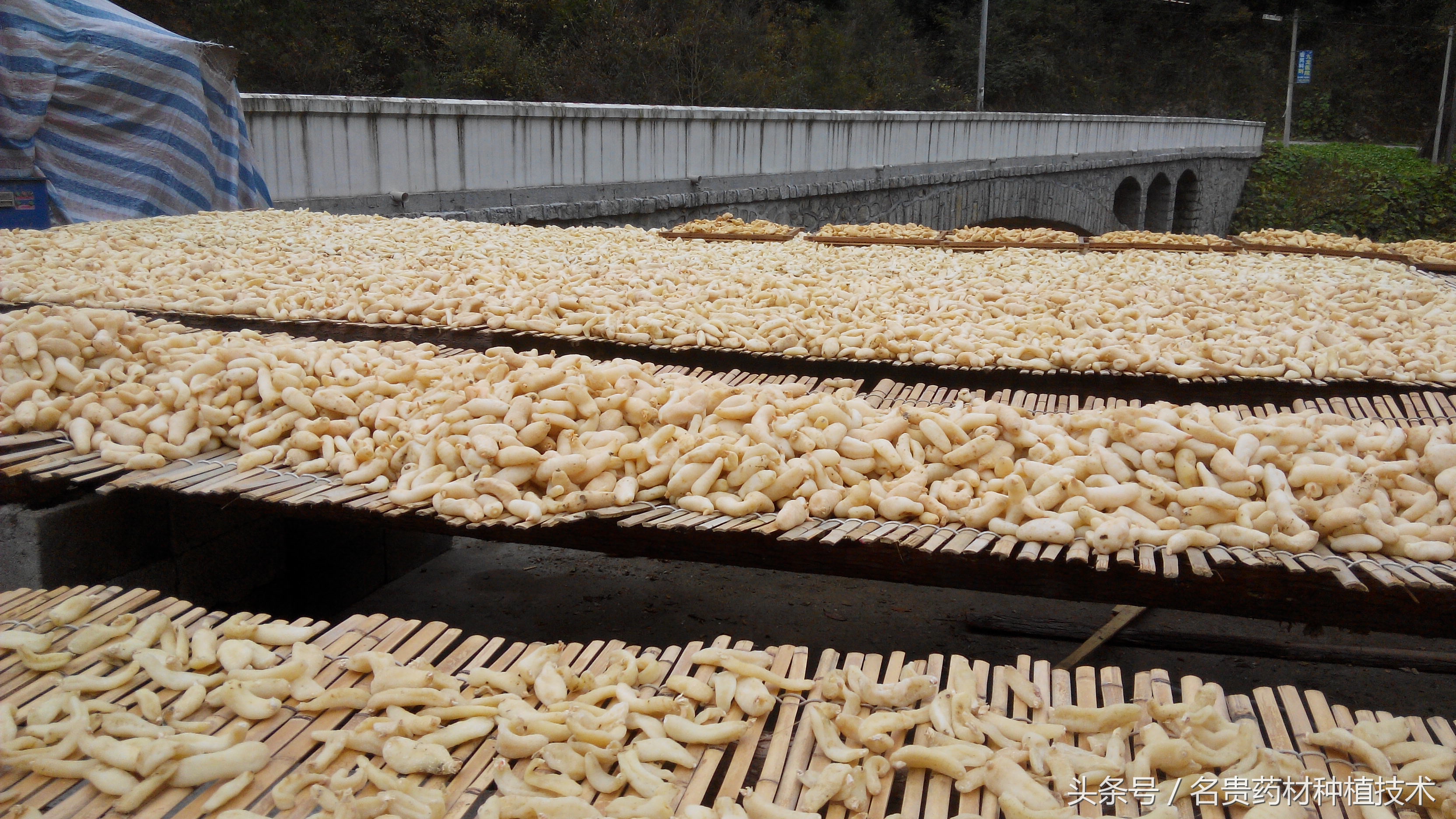 天麻种植宜昌,天麻道地药材是哪里