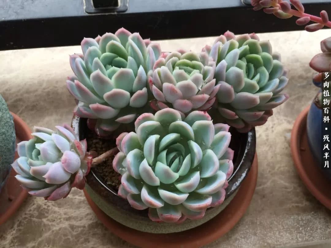 在多肉中治愈生活,养多肉生活中的快乐源泉