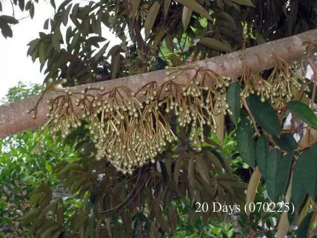 榴莲生长全过程,榴莲的生长全过程见证