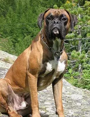 狗狗中暑该怎么拯救它,怎么看狗狗中暑