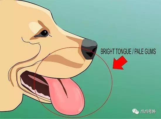 狗狗中暑该怎么拯救它,怎么看狗狗中暑