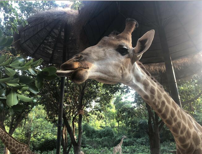 广州长隆野生动物世界之行,广州长隆野生动物世界游玩攻略图