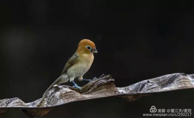 滇西拍鸟攻略,滇西观鸟的图片