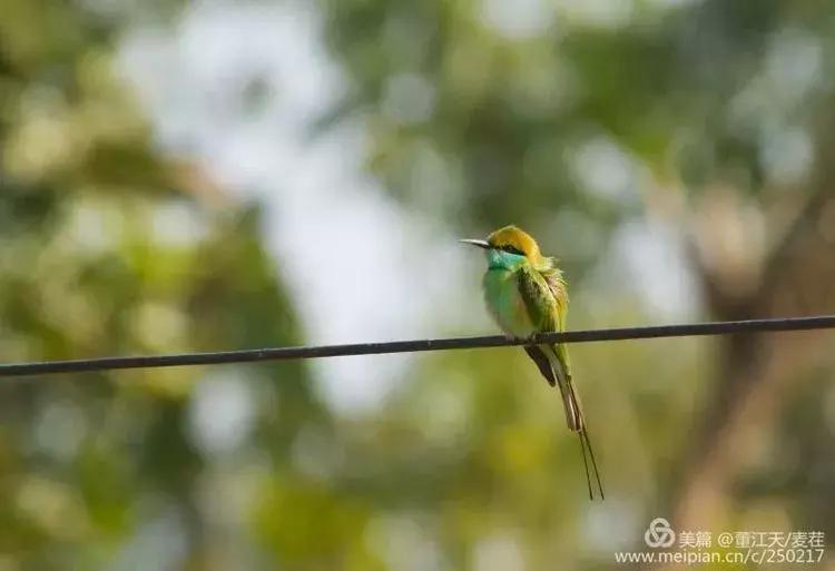 滇西拍鸟攻略,滇西观鸟的图片
