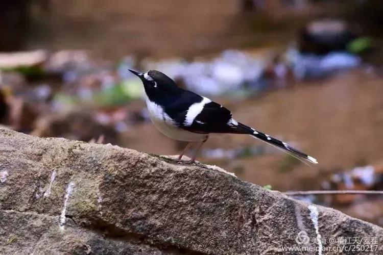 滇西拍鸟攻略,滇西观鸟的图片