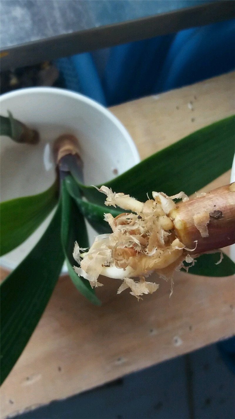 松树刨花君子兰烂根,君子兰烂根用刨花养根的视频